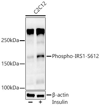 Phospho-IRS1-S612 Rabbit Polyclonal Antibody