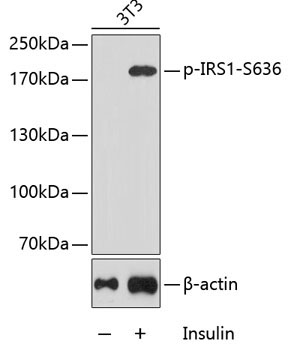 Phospho-IRS1-S636 Rabbit Polyclonal Antibody