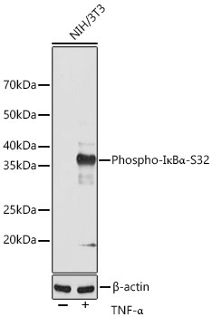 Phospho-I?BAlpha-S32 Rabbit Monoclonal Antibody