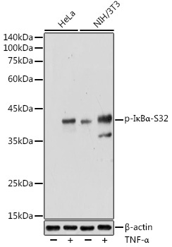 Phospho-I?BAlpha-S32 Rabbit Polyclonal Antibody
