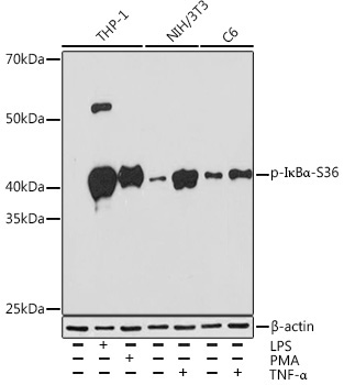 Phospho-I?BAlpha-S36 Rabbit Monoclonal Antibody