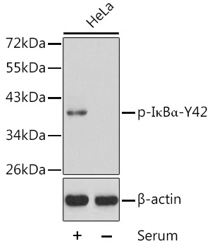 Phospho-I?BAlpha-Y42 Rabbit Polyclonal Antibody