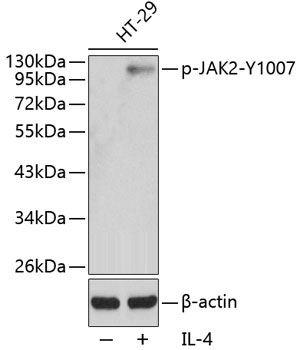 Phospho-JAK2-Y1007 Rabbit Polyclonal Antibody