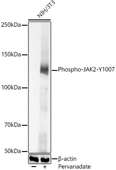 Phospho-JAK2-Y1007 Rabbit Polyclonal Antibody