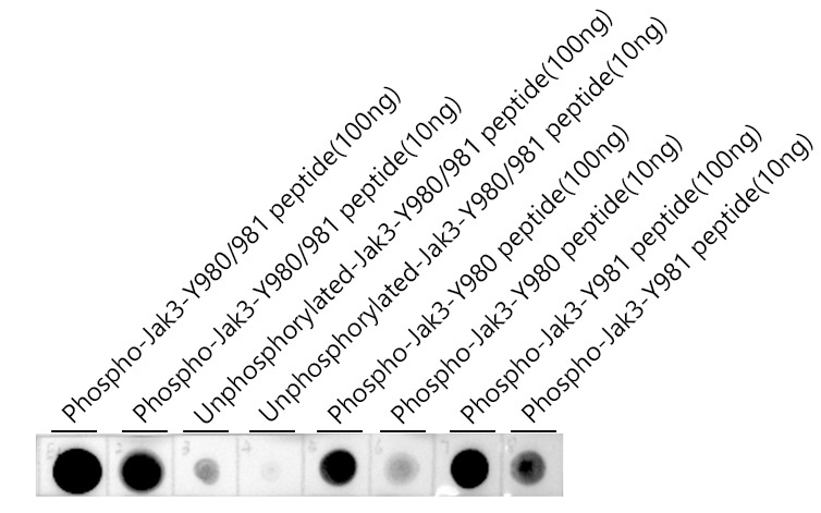 Phospho-Jak3-Y980/981 Rabbit Polyclonal Antibody - Image 2