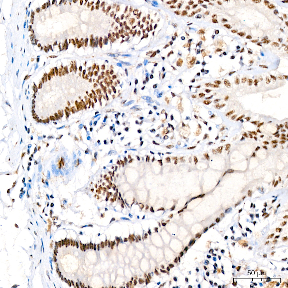 Phospho-JNK1/2/3-T183/T183/T221 Rabbit Monoclonal Antibody - Image 3