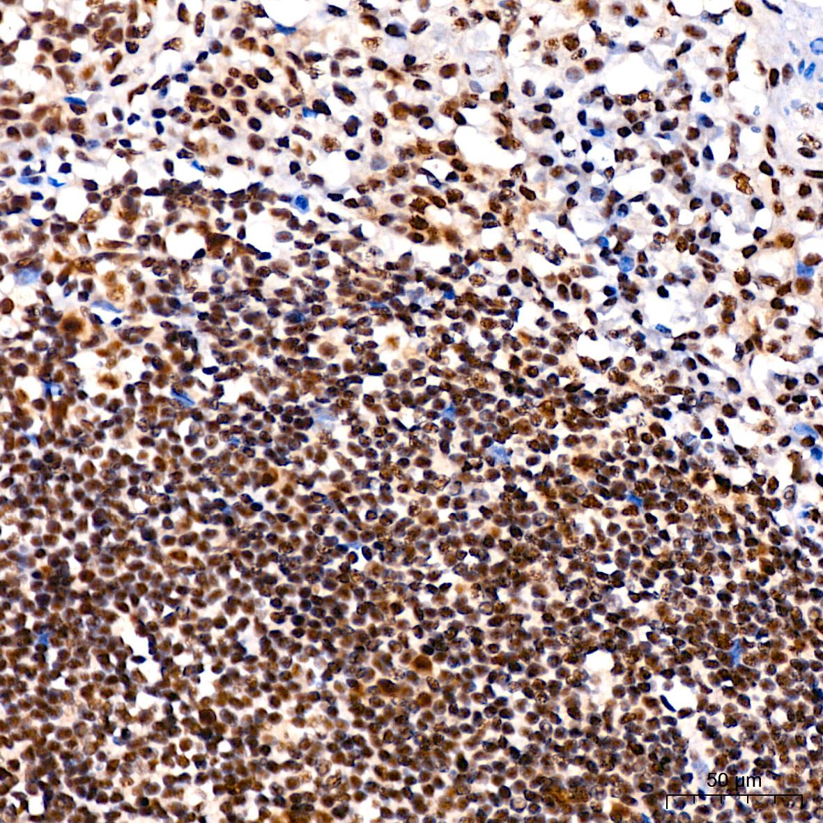 Phospho-JNK1/2/3-T183/T183/T221 Rabbit Monoclonal Antibody - Image 5