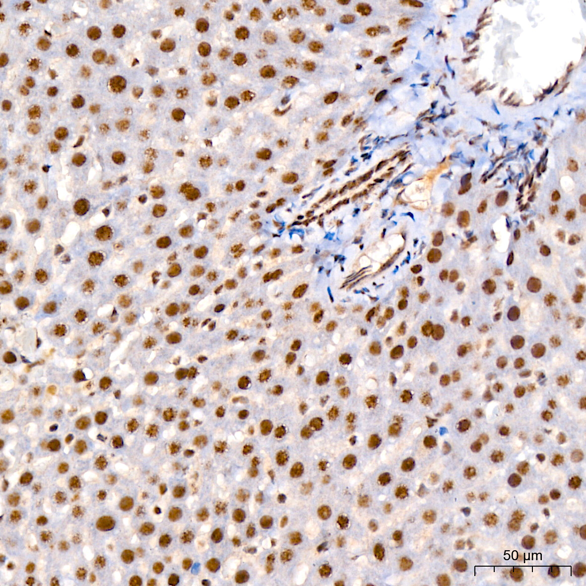 Phospho-JNK1/2/3-T183/T183/T221 Rabbit Monoclonal Antibody - Image 8