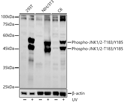 Phospho-JNK1/2-T183/Y185 Rabbit Polyclonal Antibody
