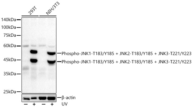 Phospho-JNK1-T183/Y185 + JNK2-T183/Y185 + JNK3-T221/Y223 Rabbit Monoclonal Antibody
