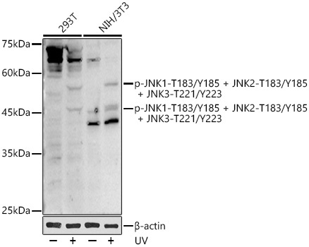Phospho-JNK1-T183/Y185 + JNK2-T183/Y185 + JNK3-T221/Y223 Rabbit Polyclonal Antibody