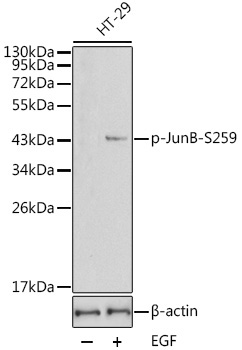 Phospho-JunB-S259 Rabbit Polyclonal Antibody