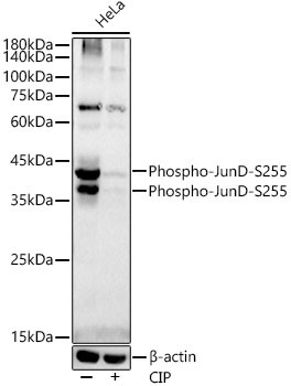 Phospho-JunD-S255 Rabbit Monoclonal Antibody