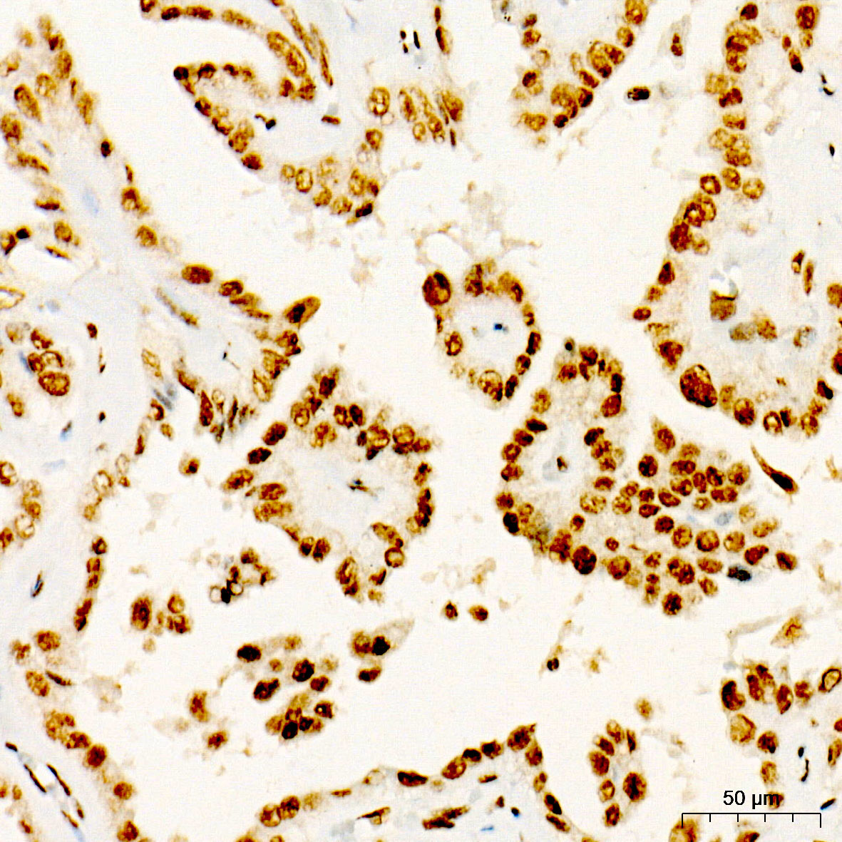 Phospho-JunD-S255 Rabbit Monoclonal Antibody - Image 3