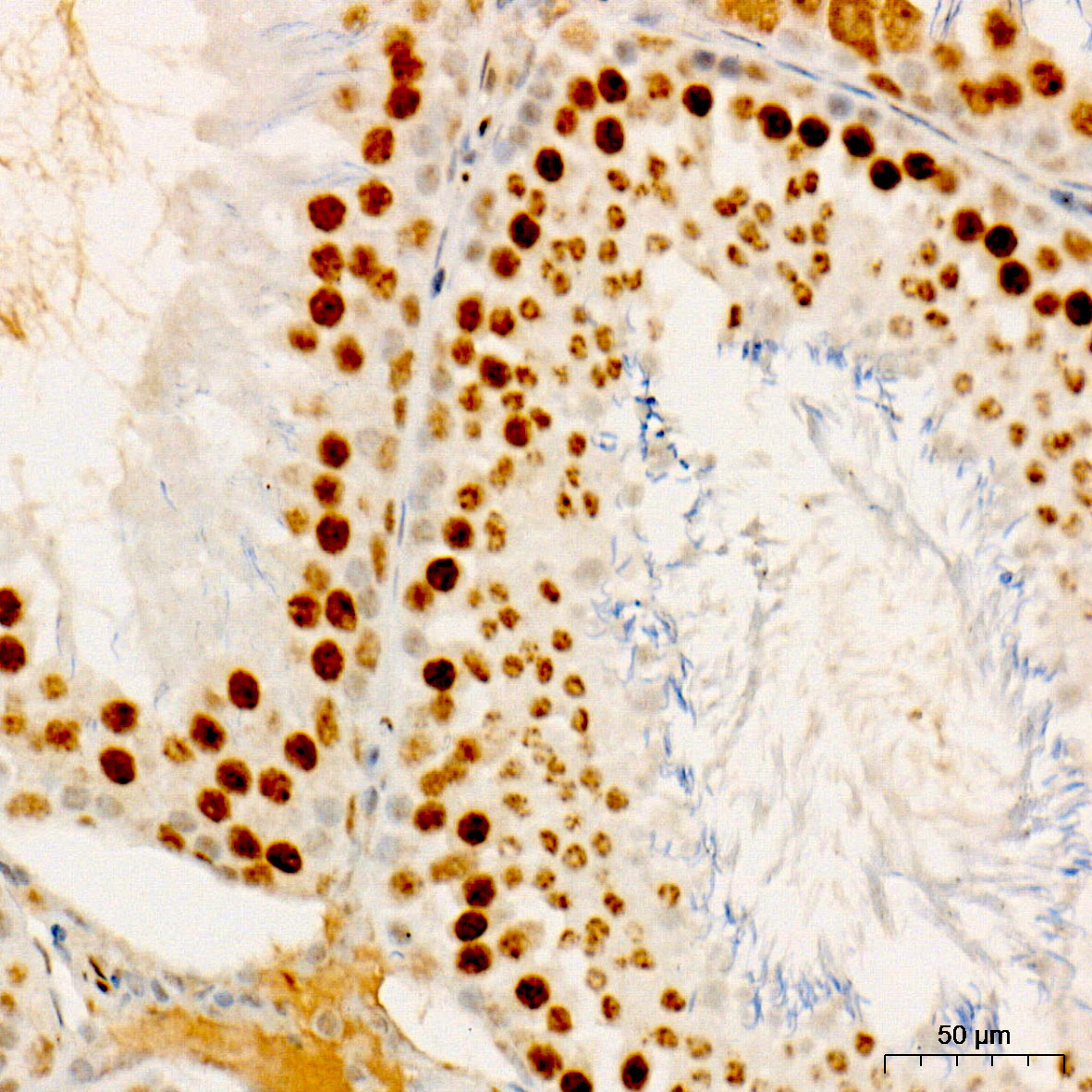 Phospho-JunD-S255 Rabbit Monoclonal Antibody - Image 4