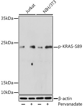Phospho-KRAS-S89 Rabbit Polyclonal Antibody