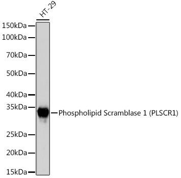 Phospholipid Scramblase 1 (PLSCR1) Rabbit Monoclonal Antibody