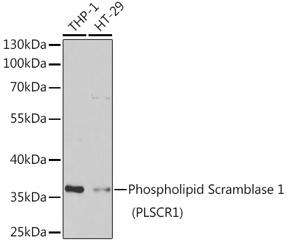 Phospholipid Scramblase 1 (PLSCR1) Rabbit Polyclonal Antibody