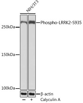 Phospho-LRRK2-S935 Rabbit Monoclonal Antibody