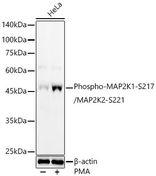 Phospho-MAP2K1-S217/MAP2K2-S221 Rabbit Polyclonal Antibody