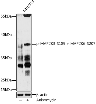 Phospho-MAP2K3-S189 + MAP2K6-S207 Rabbit Polyclonal Antibody
