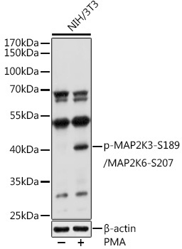 Phospho-MAP2K3-S189/MAP2K6-S207 Rabbit Polyclonal Antibody