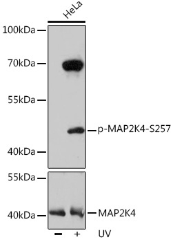 Phospho-MAP2K4-S257 Rabbit Polyclonal Antibody