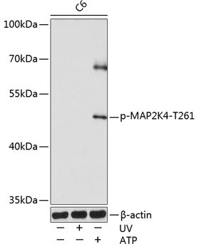 Phospho-MAP2K4-T261 Rabbit Polyclonal Antibody