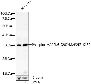 Phospho-MAP2K6-S207/MAP2K3-S189 Rabbit Polyclonal Antibody