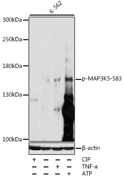 Phospho-MAP3K5-S83 Rabbit Polyclonal Antibody