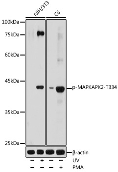 Phospho-MAPKAPK-2/MK2-T334 Rabbit Polyclonal Antibody