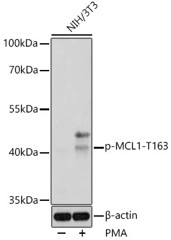 Phospho-MCL1-T163 Rabbit Polyclonal Antibody