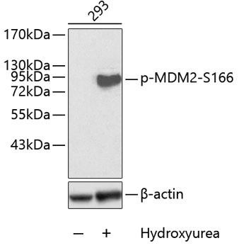 Phospho-MDM2-S166 Rabbit Polyclonal Antibody