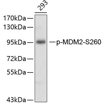 Phospho-MDM2-S260 Rabbit Polyclonal Antibody