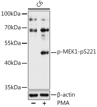 Phospho-MEK1-pS221 Rabbit Polyclonal Antibody