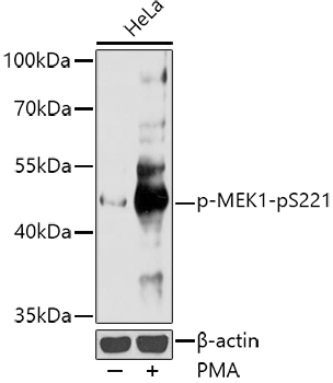 Phospho-MEK1-pS221 Rabbit Polyclonal Antibody - Image 2