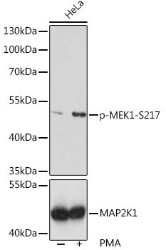 Phospho-MEK1-S217 Rabbit Polyclonal Antibody