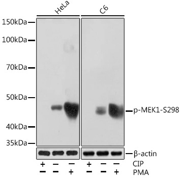 Phospho-MEK1-S298 Rabbit Monoclonal Antibody