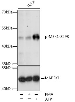 Phospho-MEK1-S298 Rabbit Polyclonal Antibody