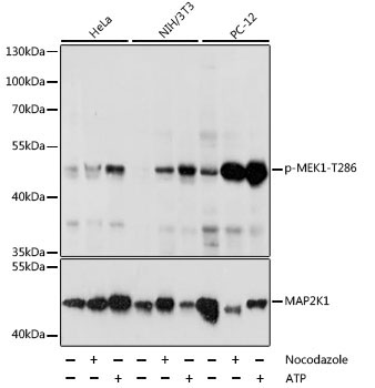 Phospho-MEK1-T286 Rabbit Polyclonal Antibody