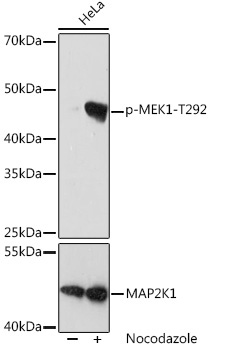 Phospho-MEK1-T292 Rabbit Monoclonal Antibody