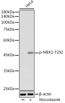Phospho-MEK1-T292 Rabbit Polyclonal Antibody