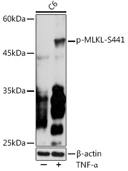 Phospho-MLKL-S441 Rabbit Polyclonal Antibody
