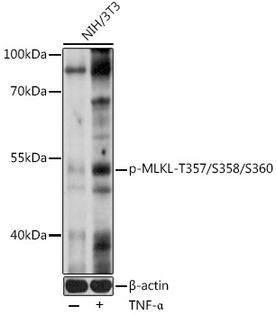 Phospho-MLKL-T357/S358/S360 Rabbit Polyclonal Antibody