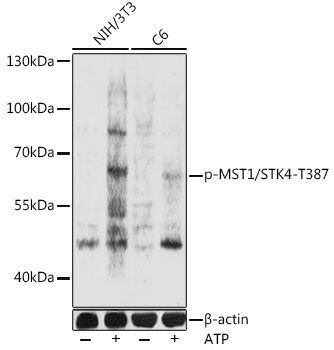 Phospho-MST1/STK4-T387 Rabbit Polyclonal Antibody