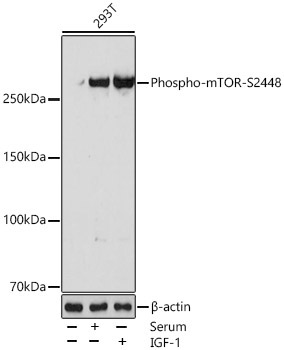 Phospho-mTOR-S2448 Rabbit Monoclonal Antibody