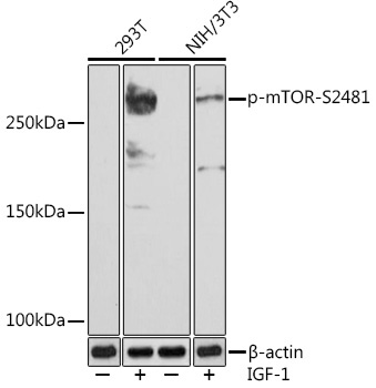 Phospho-mTOR-S2481 Rabbit Monoclonal Antibody