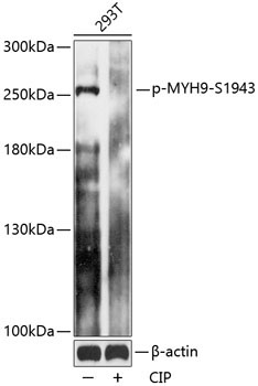 Phospho-MYH9-S1943 Rabbit Polyclonal Antibody