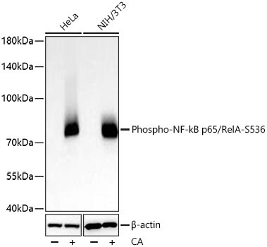 Phospho-NF-kB p65/RelA-S536 Rabbit Monoclonal Antibody