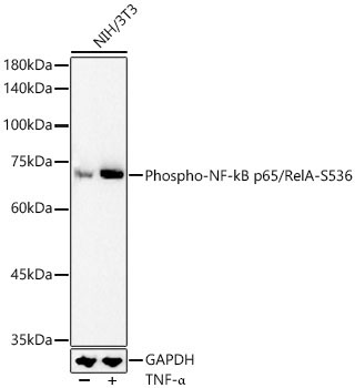 Phospho-NF-kB p65/RelA-S536 Rabbit Polyclonal Antibody - Image 2